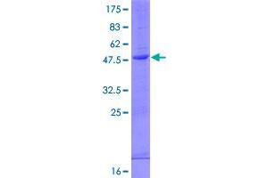Image no. 1 for Interferon, alpha 5 (IFNA5) (AA 1-189) protein (GST tag) (ABIN1307474)