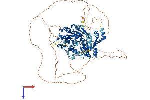 AlphaFold protein structure predicition of Human Recombinant DDX4 Protein, UniprotID Q9NQI0