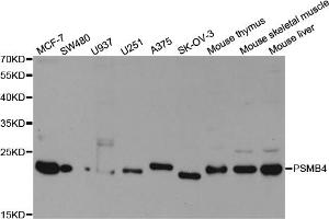 Western blot analysis of extracts of various cell lines, using PSMB4 antibody. (PSMB4 anticorps)