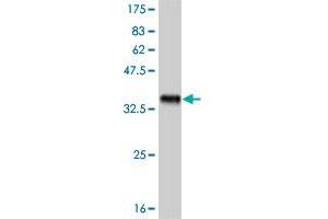 Western Blot detection against Immunogen (35. (FRZB anticorps  (AA 102-190))
