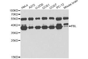 Western blot analysis of extracts of various cell lines, using FBL antibody (ABIN6292110) at 1:1000 dilution. (Fibrillarin anticorps)