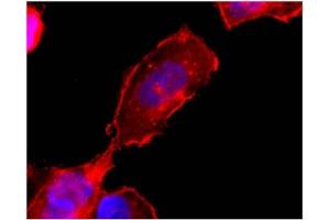 Immunofluorescence (IF) image for anti-Sphingosine-1-Phosphate Receptor 4 (S1PR4) (C-Term) antibody (ABIN264453) (S1PR4 anticorps  (C-Term))