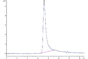 The purity of Human Periostin/OSF-2 is greater than 95 % as determined by SEC-HPLC. (Periostin Protein (POSTN) (AA 22-836) (His tag))