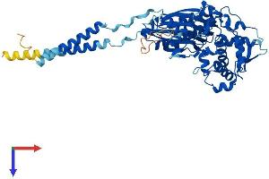 AlphaFold protein structure predicition of Human Recombinant ENTPD1 Protein, UniprotID P49961