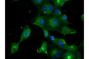 Anti-PRL mouse monoclonal antibody (ABIN2453520) immunofluorescent staining of COS7 cells transiently transfected by pCMV6-ENTRY PRL (RC205627). (Prolactin anticorps)