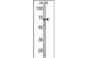 Western blot analysis of USP2 Antibody (N-term) (ABIN388877 and ABIN2839170) in HL60 cell line lysates (35 μg/lane). (USP2 anticorps  (N-Term))