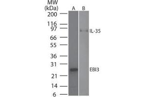 Image no. 1 for anti-Interleukin-27 subunit beta (IL-27b) antibody (ABIN959967) (EBI3 anticorps)