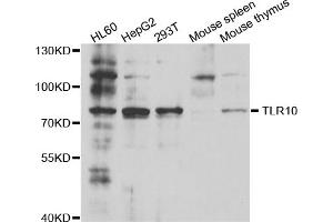 Western blot analysis of extracts of various cell lines, using TLR10 antibody (ABIN5973463) at 1/1000 dilution. (TLR10 anticorps)