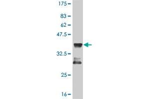 Western Blot detection against Immunogen (36.
