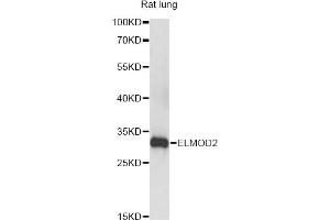 Western blot analysis of extracts of rat lung, using ELMOD2 antibody (ABIN6293198) at 1:3000 dilution. (ELMOD2 anticorps)