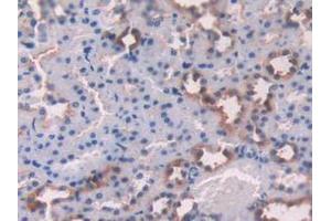 IHC-P analysis of Rat Tissue, with DAB staining.