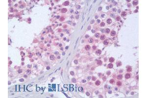 ABIN185045 (10µg/ml) staining of paraffin embedded Human Testis. (Importin 9 anticorps  (C-Term))