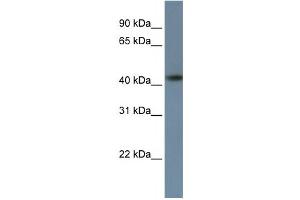 Western Blotting (WB) image for anti-Zinc Finger Protein 669 (ZNF669) antibody (ABIN2458423) (ZNF669 anticorps)