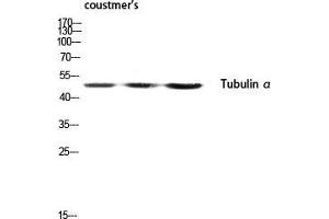 Western Blot (WB) analysis of customer's lysis using Tubulin alpha antibody. (alpha Tubulin anticorps  (C-Term))