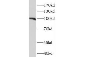 NIH/3T3 cells were subjected to SDS PAGE followed by western blotting (WB) with ABIN7114073 (MEG3 Antibody) at dilution of 1:1000 (NIBAN2 anticorps)