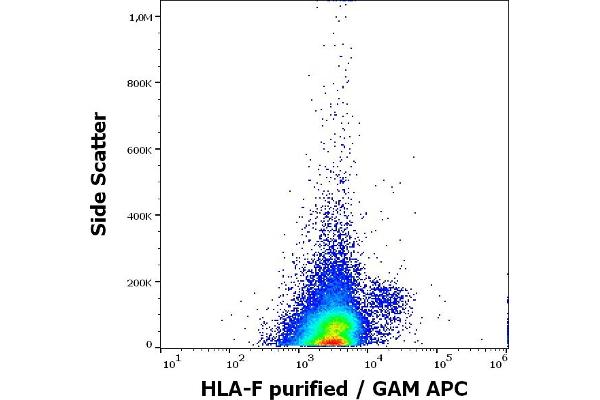 HLA-F anticorps