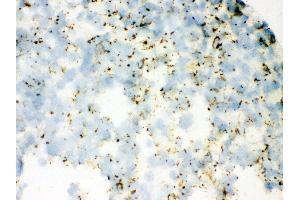 Anti- SFTP A1/2 Picoband antibody, IHC(F) IHC(F): Mouse Lung Tissue
