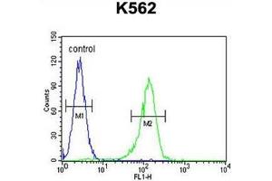 AHCY Antibody (N-term) flow cytometric analysis of K562 cells (right histogram) compared to a negative control cell (left histogram). (AHCY anticorps  (N-Term))