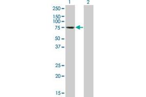 Western Blot analysis of TESK2 expression in transfected 293T cell line by TESK2 monoclonal antibody (M01), clone 1A8.