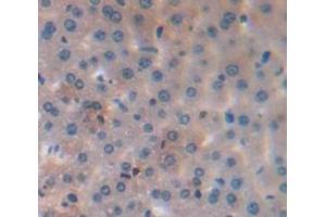 IHC-P analysis of Mouse Tissue, with DAB staining. (Caspase 8 anticorps  (AA 1-218))