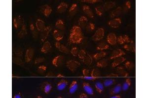 Immunofluorescence analysis of U-2 OS cells using ART1 Polyclonal Antibody at dilution of 1:100.