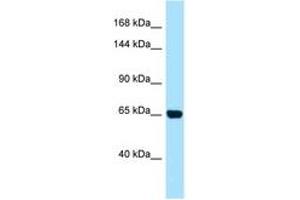 Image no. 1 for anti-Partner and Localizer of BRCA2 (PALB2) (AA 677-726) antibody (ABIN6748465) (PALB2 anticorps  (AA 677-726))