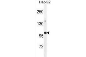 Western Blotting (WB) image for anti-Glycerol-3-Phosphate Acyltransferase, Mitochondrial (GPAM) antibody (ABIN2995540)