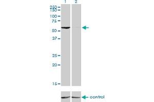 Western Blotting (WB) image for anti-General Transcription Factor IIH, Polypeptide 1, 62kDa (GTF2H1) (AA 1-549) antibody (ABIN598717)
