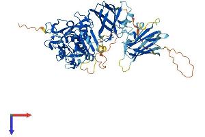 AlphaFold protein structure predicition of Mouse Recombinant Capn10 Protein, UniprotID Q9ESK3