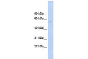 Image no. 1 for anti-CDC-Like Kinase 4 (CLK4) (AA 107-156) antibody (ABIN6744485) (CLK4 anticorps  (AA 107-156))