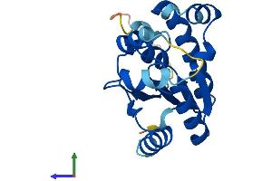 AlphaFold protein structure predicition of Human Recombinant IDNK Protein, UniprotID Q5T6J7