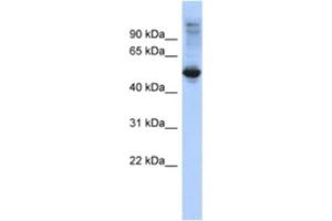 Western Blotting (WB) image for anti-F-Box and Leucine-Rich Repeat Protein 16 (FBXL16) antibody (ABIN2463929)