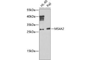 Western blot analysis of extracts of various cell lines, using MS4 Antibody (ABIN6134756, ABIN6144054, ABIN6144055 and ABIN6224638) at 1:1000 dilution. (MS4A2 anticorps  (AA 1-100))
