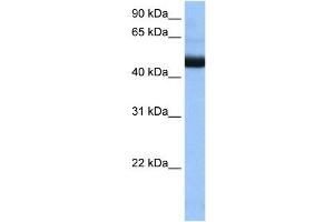 PIGK antibody used at 0. (IgK anticorps  (N-Term))