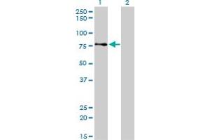 Western Blotting (WB) image for anti-A Kinase (PRKA) Anchor Protein 8 (AKAP8) (AA 551-663) antibody (ABIN599126) (AKAP8 anticorps  (AA 551-663))