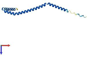 AlphaFold protein structure predicition of Human Recombinant BORCS8 Protein, UniprotID Q96FH0
