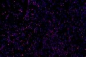 Immunofluorescent analysis of paraformaldehyde-fixed mouse fetal rat using GDF6 (ABIN7074132) at dilution of 1: 650