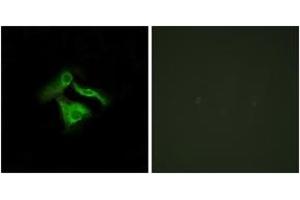 Immunofluorescence (IF) image for anti-G Protein-Coupled Receptor 149 (GPR149) (AA 451-500) antibody (ABIN2890850) (GPR149 anticorps  (AA 451-500))