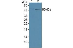 Figure. (GDF6 anticorps  (AA 336-455))