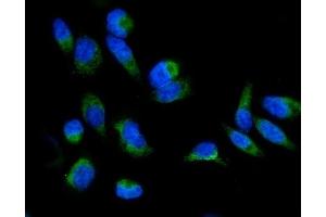 IF analysis of GRPEL1 using anti-GRPEL1 antibody (ABIN7602643). (GRPEL1 anticorps  (AA 90-217))