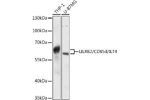 Western blot analysis of extracts of various cell lines, using LILRB2/CD85d/ILT4 antibody (ABIN6131862, ABIN6143218, ABIN6143220 and ABIN6215744) at 1:3000 dilution. (LILRB2 anticorps  (AA 479-598))