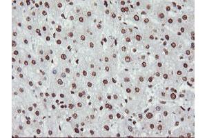 Image no. 2 for anti-Non-POU Domain Containing, Octamer-Binding (NONO) (AA 184-385) antibody (ABIN1491072) (NONO anticorps  (AA 184-385))