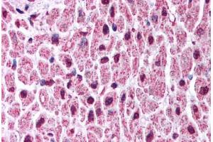 Human Heart (formalin-fixed, paraffin-embedded) stained with KCNA7 antibody ABIN214779 at 5 ug/ml followed by biotinylated goat anti-rabbit IgG secondary antibody ABIN481713, alkaline phosphatase-streptavidin and chromogen.