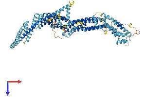 AlphaFold protein structure predicition of Human Recombinant COG7 Protein, UniprotID P83436