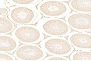 Immunohistochemistry analysis of paraffin-embedded rat testis using,WDR37 (ABIN7076217) at dilution of 1: 3000 (WDR37 anticorps)
