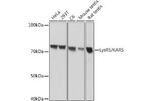 Western blot analysis of extracts of various cell lines, using LysRS/KARS Rabbit mAb (ABIN7268350) at 1:1000 dilution. (KARS anticorps)