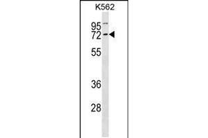 Western blot analysis in K562 cell line lysates (35ug/lane). (Cyclin K anticorps  (N-Term))
