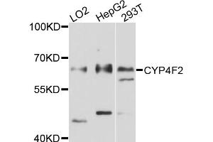 Western blot analysis of extracts of various cell lines, using CYP4F2 antibody (ABIN6003826) at 1/1000 dilution. (CYP4F2 anticorps)