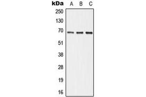 Western blot analysis of ALPI expression in HepG2 (A), Raw264. (Intestinal Alkaline Phosphatase anticorps  (Center))