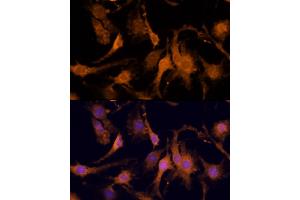 Immunofluorescence analysis of C6-3T3 cells using AREG Rabbit pAb (ABIN6127431, ABIN6137065, ABIN6137066 and ABIN6216408) at dilution of 1:100 (40x lens).